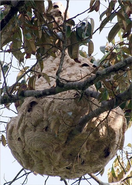 木につくられた巣　参照元wikipedia