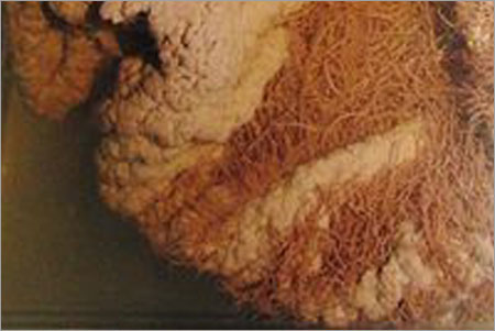 アフリカアイワーム